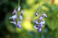 Two Wisteria flowering plant open pendulous racemes containing flowers with purple to violet petals on green leaves background in Royalty Free Stock Photo