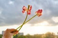 Two withered flowers of tulips in hand woman, dramatic evening sunset sky with clouds