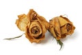 Two Withered Rose