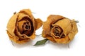 Two Withered Rose Royalty Free Stock Photo
