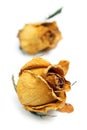 Two Withered Rose Royalty Free Stock Photo