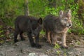 Two Wolf (Canis lupus) Pups Stand on Rock