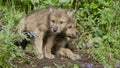 Two wolf cubs at den entrance Royalty Free Stock Photo