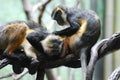 Two Wolf`s Mona Monkeys Grooming Each Other on a Branch Royalty Free Stock Photo