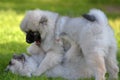 Two wolf spitz puppies