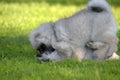 Two wolf spitz puppies