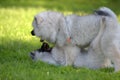 Two wolf spitz puppies