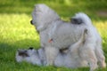 Two wolf spitz puppies