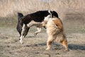 Two wolfhounds are fighting on dog fights. Royalty Free Stock Photo