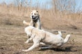 Two wolfhounds are fighting on dog fights.