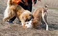 Two wolfhounds are fighting on dog fights.