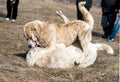 Two wolfhounds are fighting on dog fights. Royalty Free Stock Photo