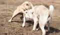 Two wolfhounds are fighting on dog fights.