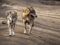 Two wolfs Royalty Free Stock Photo