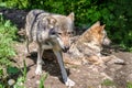 Two wolfs in forest Royalty Free Stock Photo