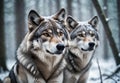 Two Wolfs in the frozen north Royalty Free Stock Photo