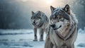 Two wolfs in the winter forest. Canis lupus Royalty Free Stock Photo