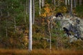 Two wolverine with grey crow on the stone rock. Orange autumn forest wildlife, nature in Kuhmo taiga in Finland, near the Russia Royalty Free Stock Photo