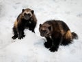 Two wolverines, gulo gulo, with snow and white background