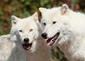 Two wolves Royalty Free Stock Photo