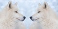 Two wolves on background of a snowy forest in winter