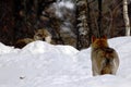 Two wolves canis lupus in winter, wolfs running in snow, attractive winter scene with wolves , beautiful winter landscape