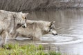 Two Wolves Drinking from a quiet Lake Royalty Free Stock Photo