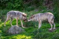 Two wolves fighting over food