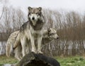 Two Wolves on a Log Royalty Free Stock Photo