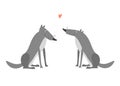 Two wolves in love isolated on a white background. Gray wolf.