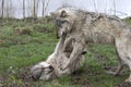 Two Wolves Playfully Fighting