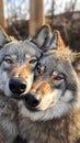 Two wolves resting closely together in a serene forest setting during sunset hours Royalty Free Stock Photo