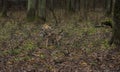 Two wolves during rainy weather on a fenced area. Forests Bialowieza, Poland Royalty Free Stock Photo