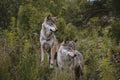 Two wolves standing together in the forest