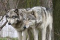 Two Wolves Staring Intently