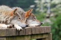 Two wolves watching. Royalty Free Stock Photo