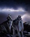 Two wolves watching the storm Royalty Free Stock Photo