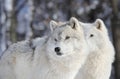 Two wolves in winter Royalty Free Stock Photo
