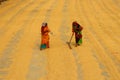 Women Drying Harvested Rice Grains in Rural South Asia Royalty Free Stock Photo