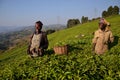 Tea Leaf Collection in Rwanda's Well-Known Tea Growing Region