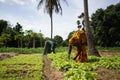 Two Women Farmers Weeding A Salad Garden In A West African Rural Community