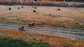 Two women are galloping ginger horses on the field Royalty Free Stock Photo