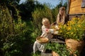 Two women, one young and the other older peel goldenrod flowers into a basket. Royalty Free Stock Photo