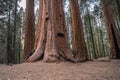 Two women peek out from the sides of giant sequoia tree in Sequoia National Forest