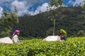 Two women pick tea leaves.