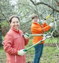 Two women pruning apple tree