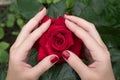 Two women`s hands with a beautiful red manicure gently touch the petals of a red rose. Symbol of love, tenderness, flutter