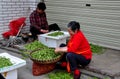 Pengzhou, China: Women Shelling Peas