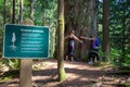 Two women stand wrapping their arms around an ancient, huge Douglas fir in North Vancouver Royalty Free Stock Photo