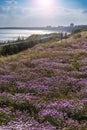 Two women stroll past Pink Thrift on cliffs at Bournemouth